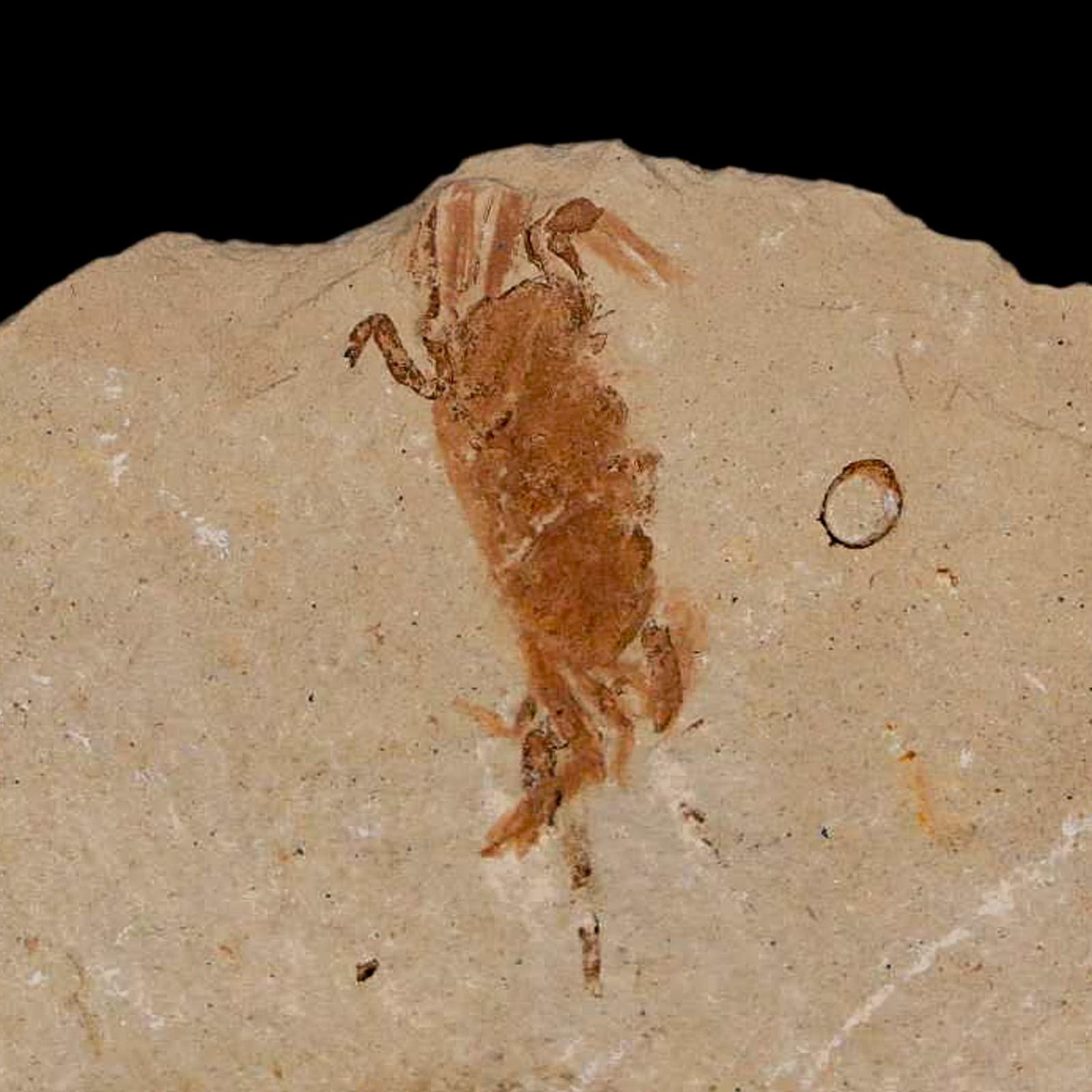 1.2" Fossil Crab Pinnixa Galliheri Pea Crab Monterey Cty San Luis Obispo Miocene