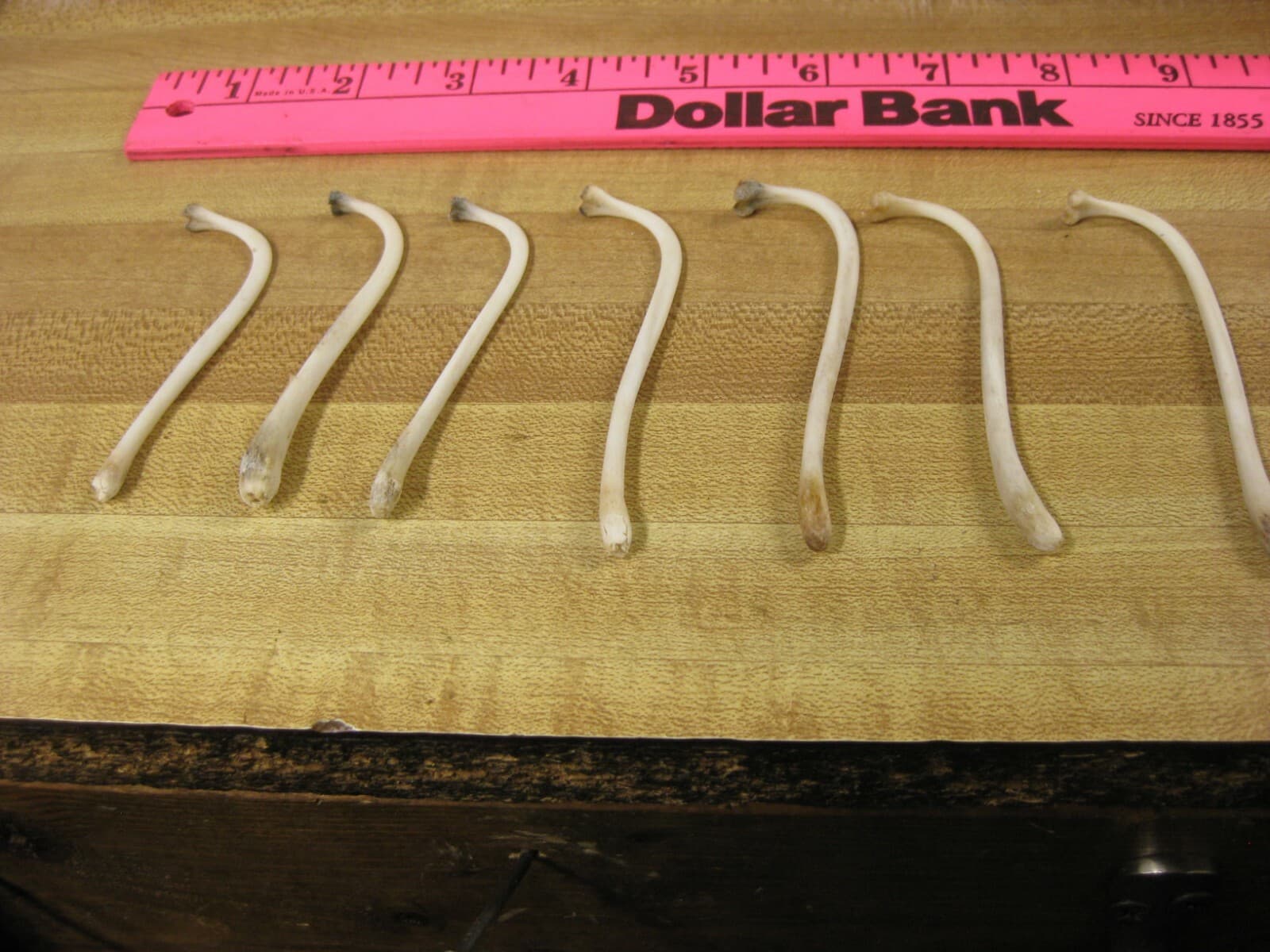 Raccoon Baculum Bone   You Are Buying 1 Bone Only 5