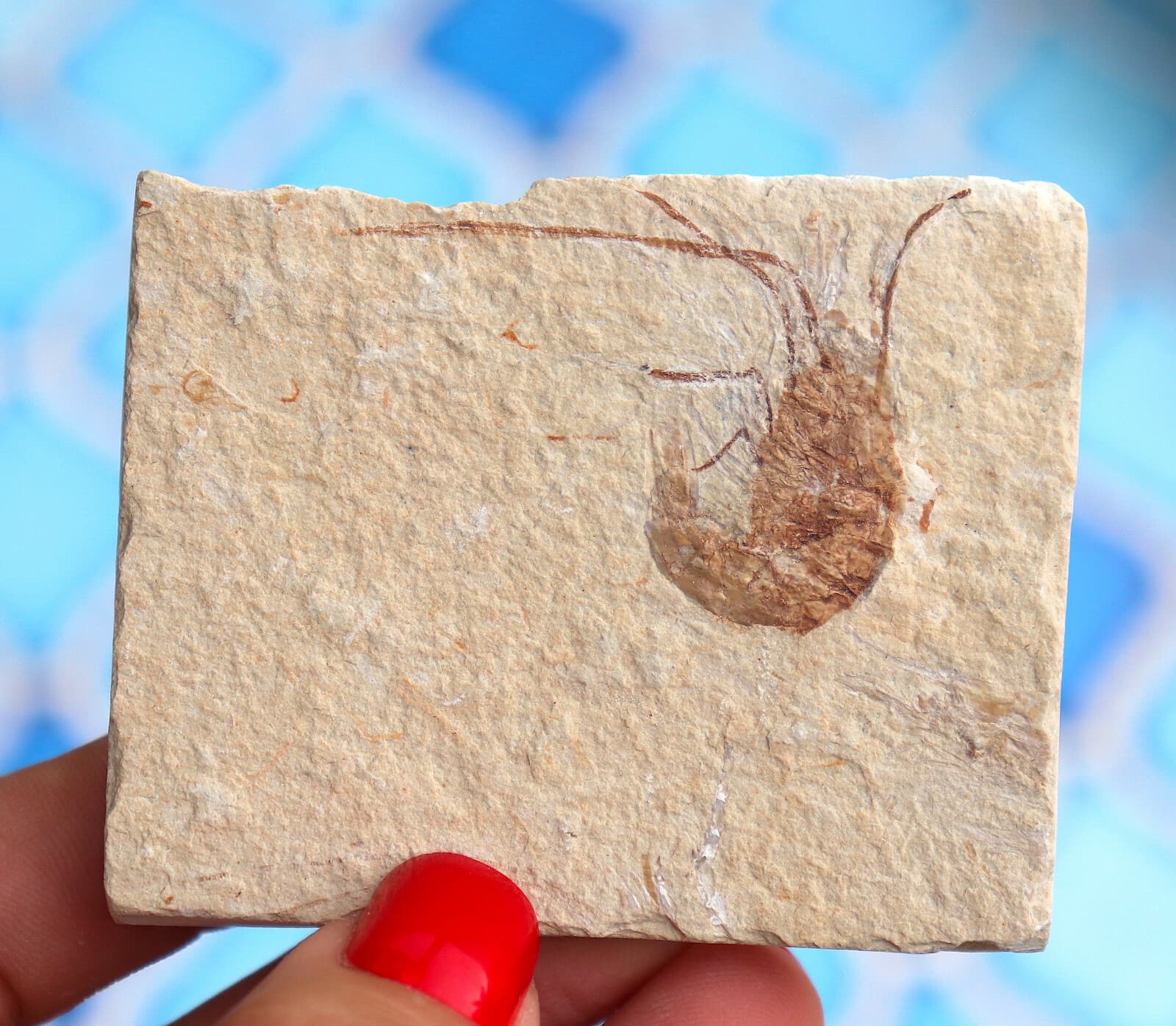 Fossil Shrimp Solnhofen Germany   Jurassic   Well Preserved History   6.8 Cm's 5