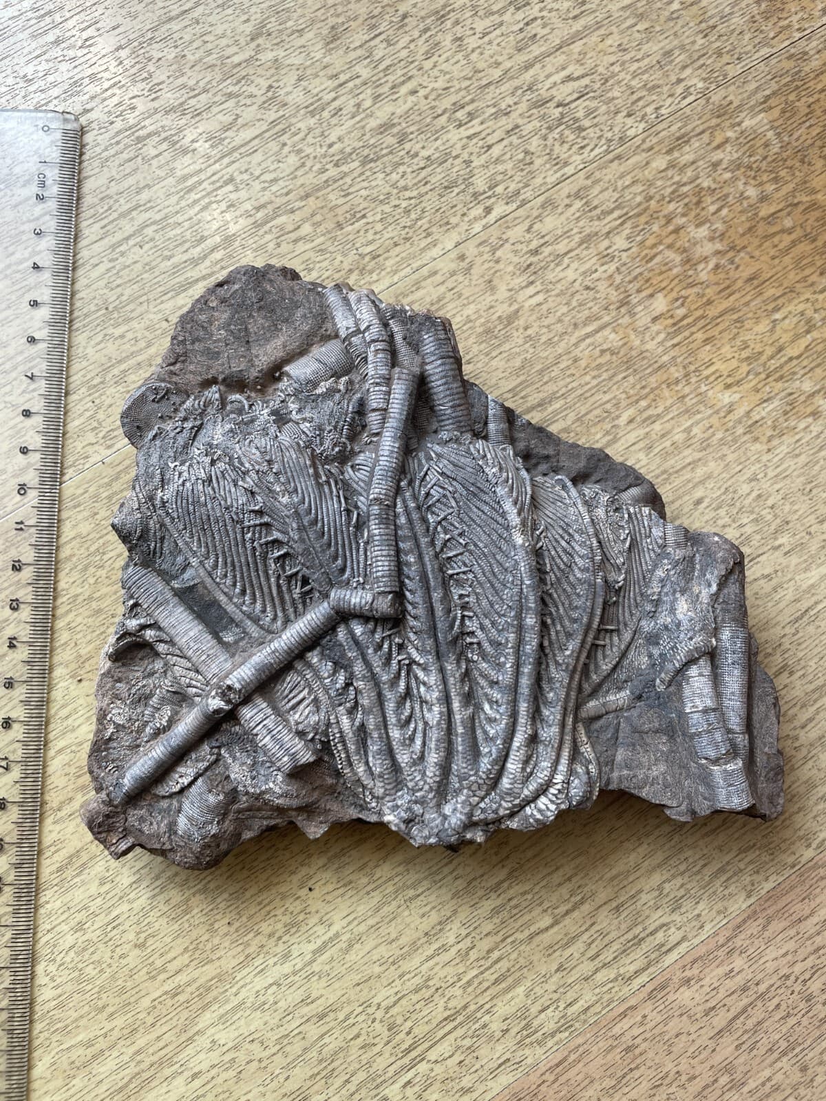 876g Triassic Natural crinoid specimen Geologic rock 2