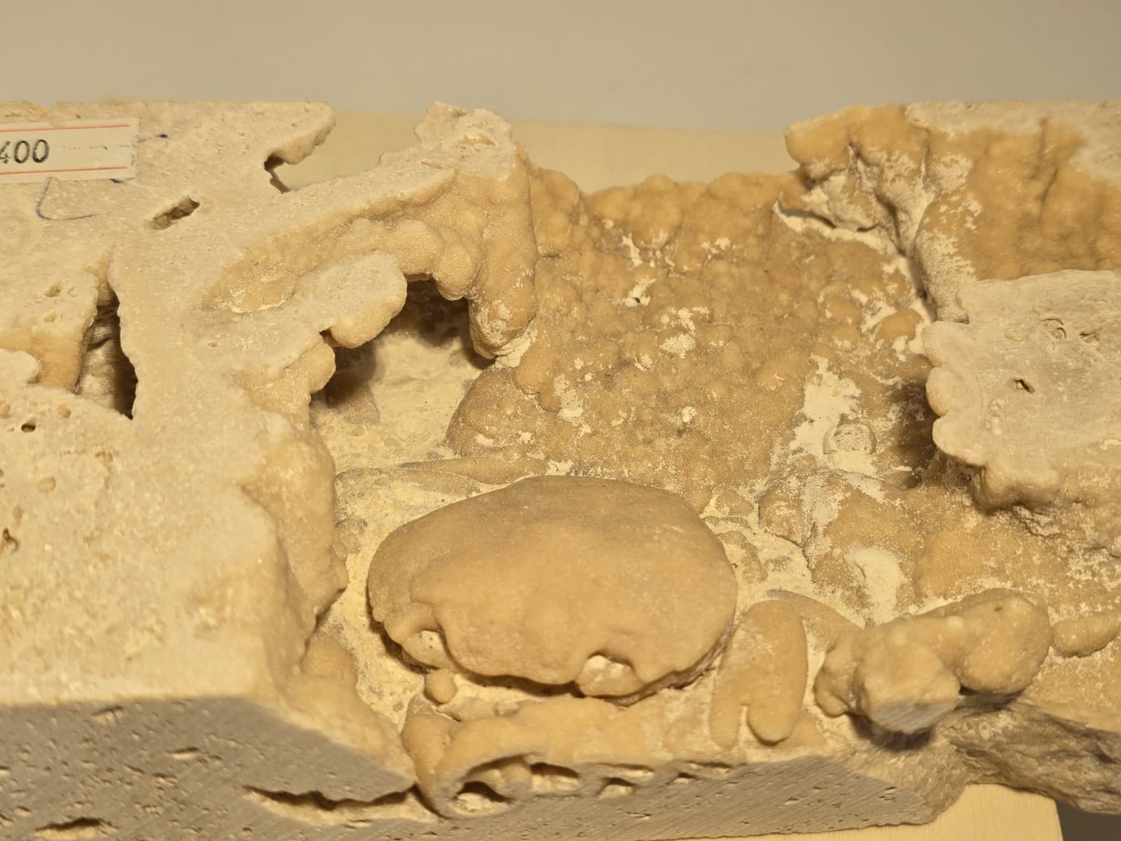 Travertine crab fossil 3