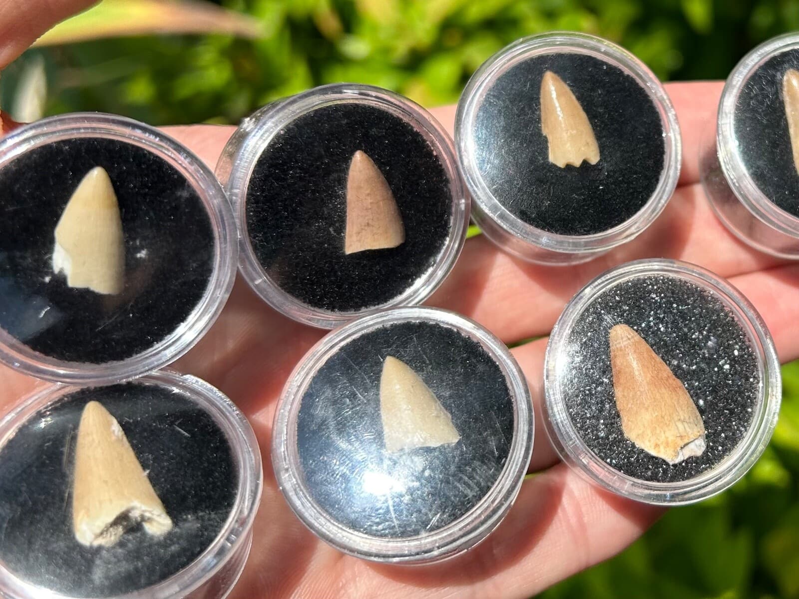 One MOSASAUR Tooth Dinosaur Teeth Fossils in Case ONE PER PURCHASE Morocco 4