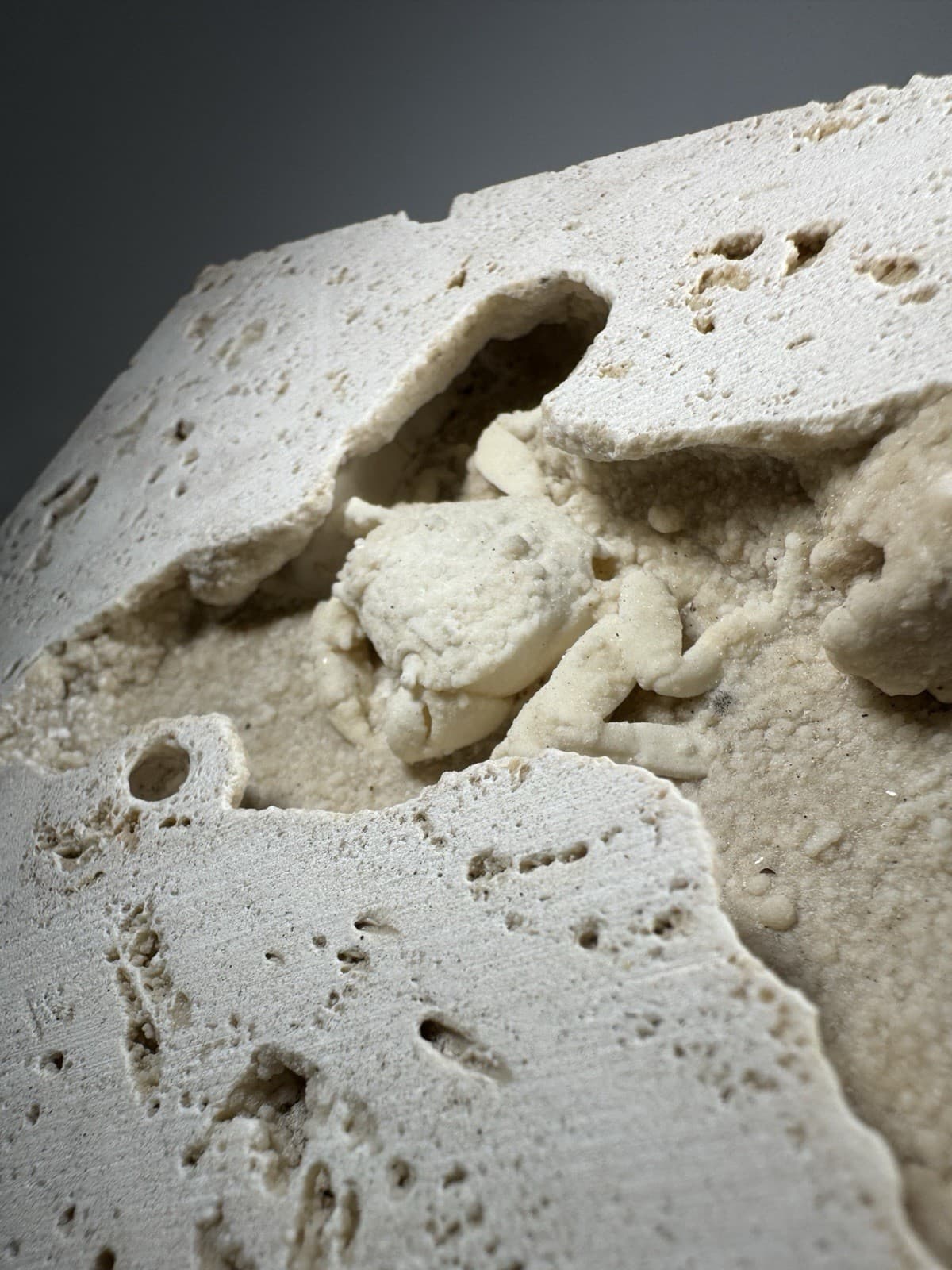 1.75 Inch Travertine Crab Fossil Turkey, Fossil Travertine Crab Potamon 4