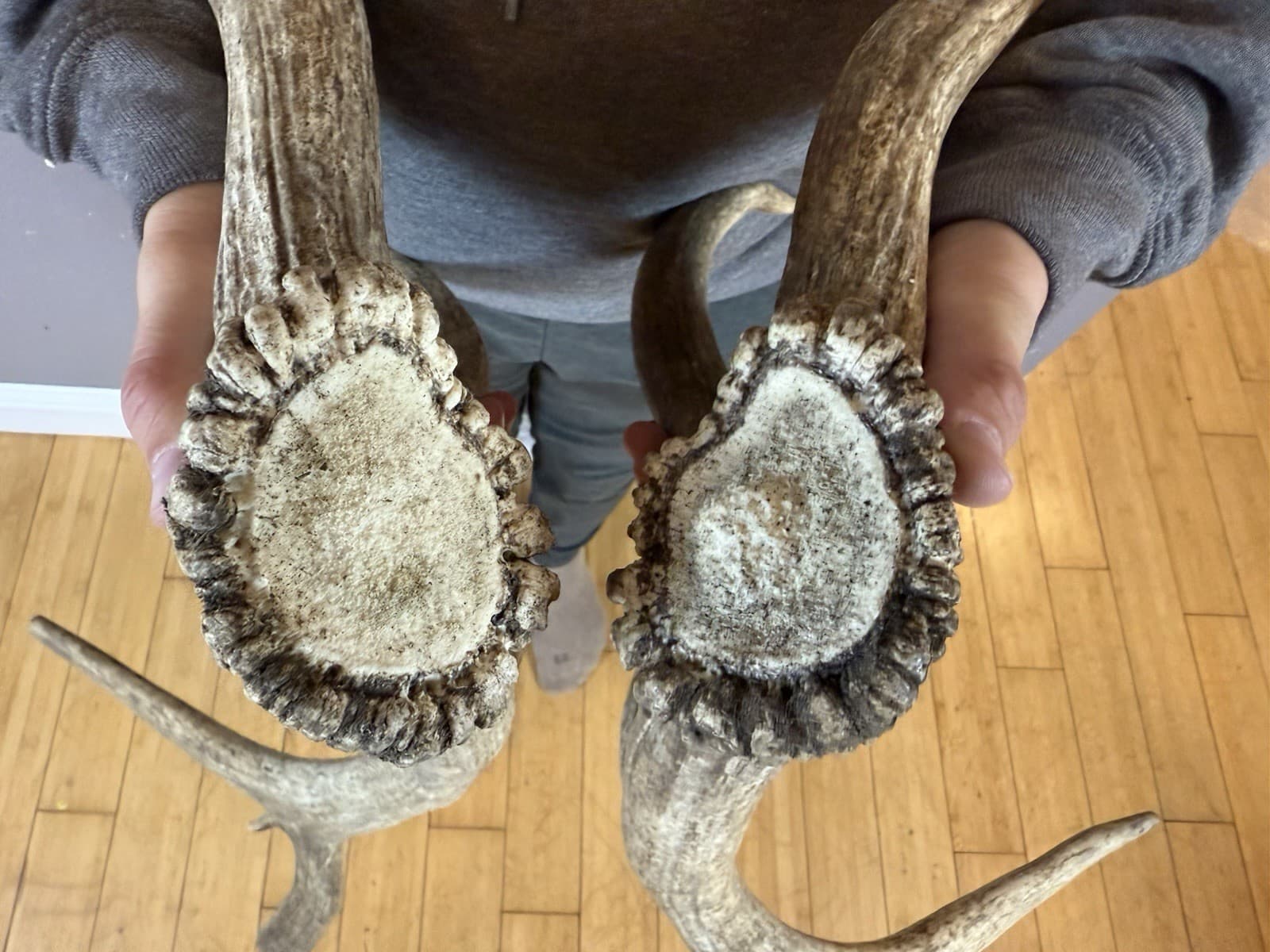 Matched Set 5x6 ELK ANTLERS Sheds IDAHO HORN DEER SHED MOOSE Rustic Decor 3