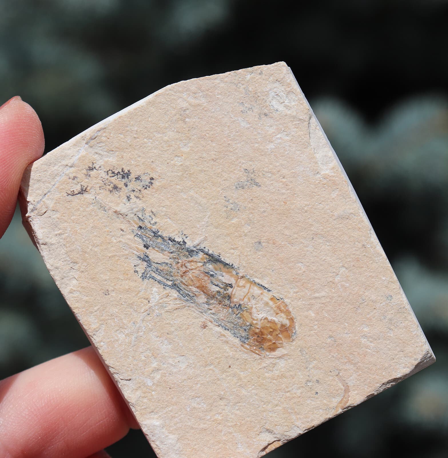 Fossil Shrimp From Solnhofen Germany  150 MILLION YRS OLD 6.4 Cm's JURASSIC 2