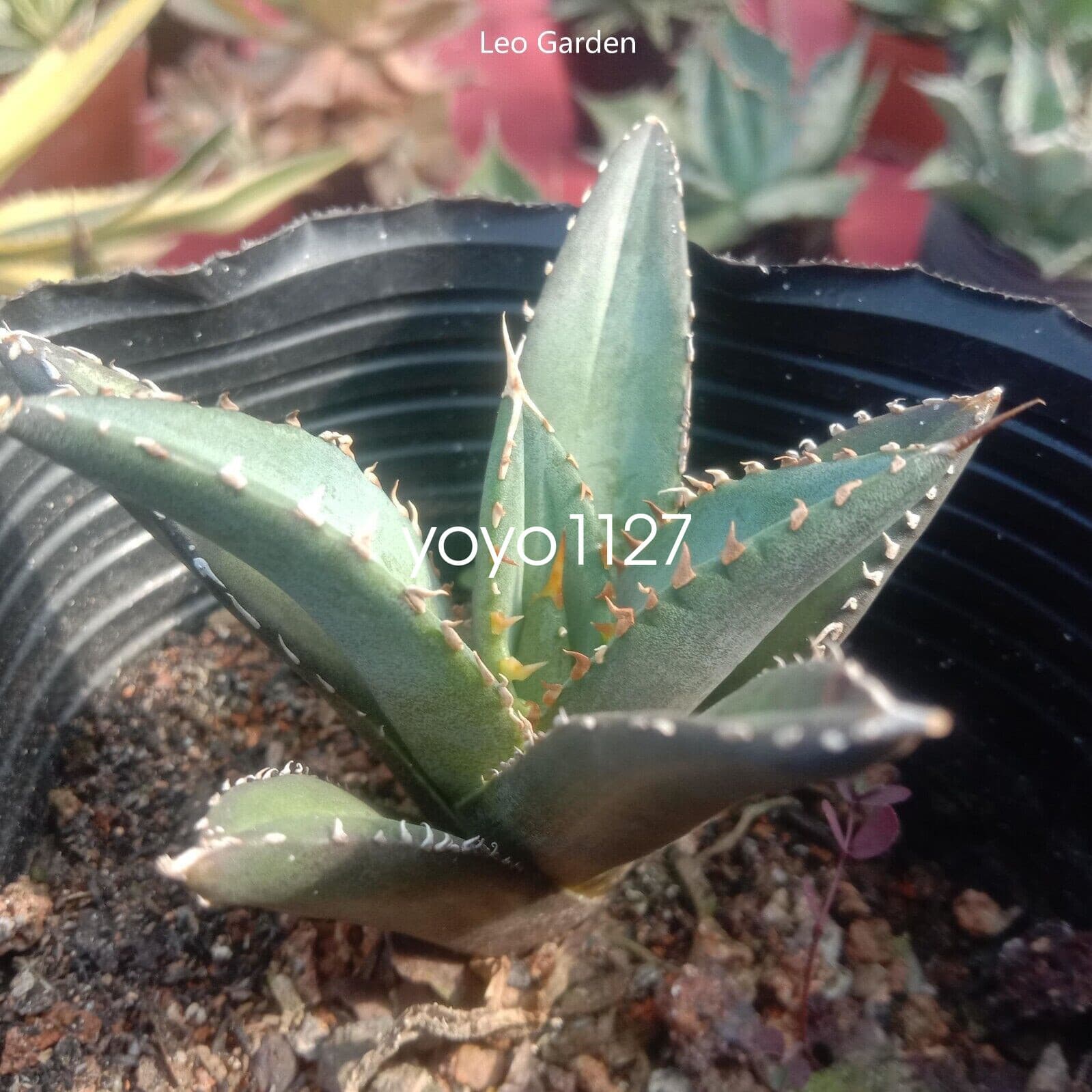 6-8cm Agave titanota Raresucculent plant Garden Décor Boutique 4