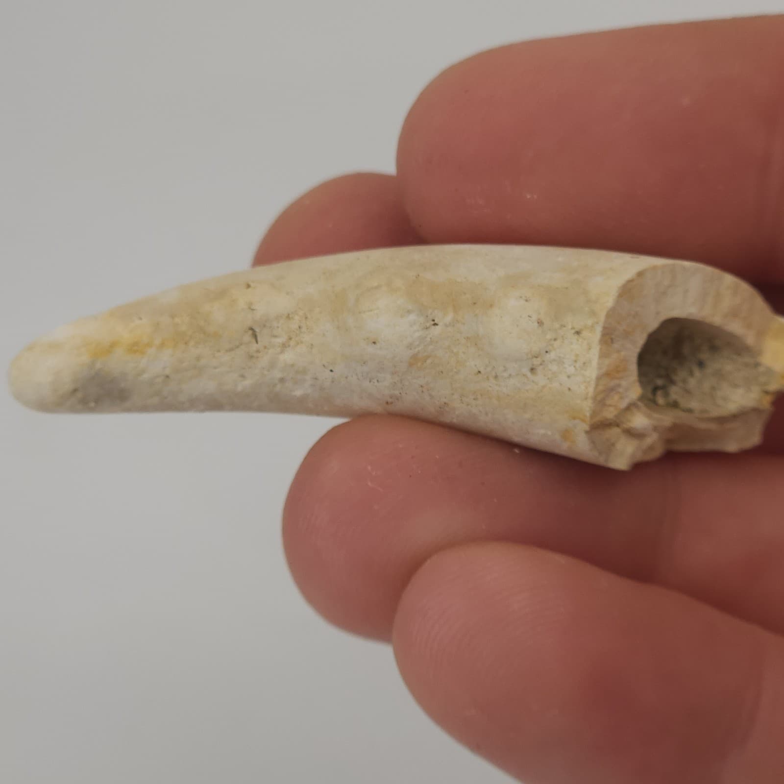 Crab Claw Fossil - Florida  4