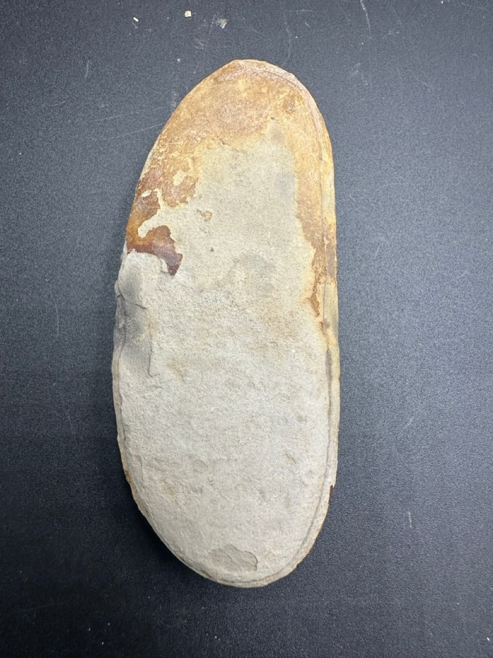 Tullimonstrum gregarium fossil - Carboniferous - Illinois - counter slab - rare 6