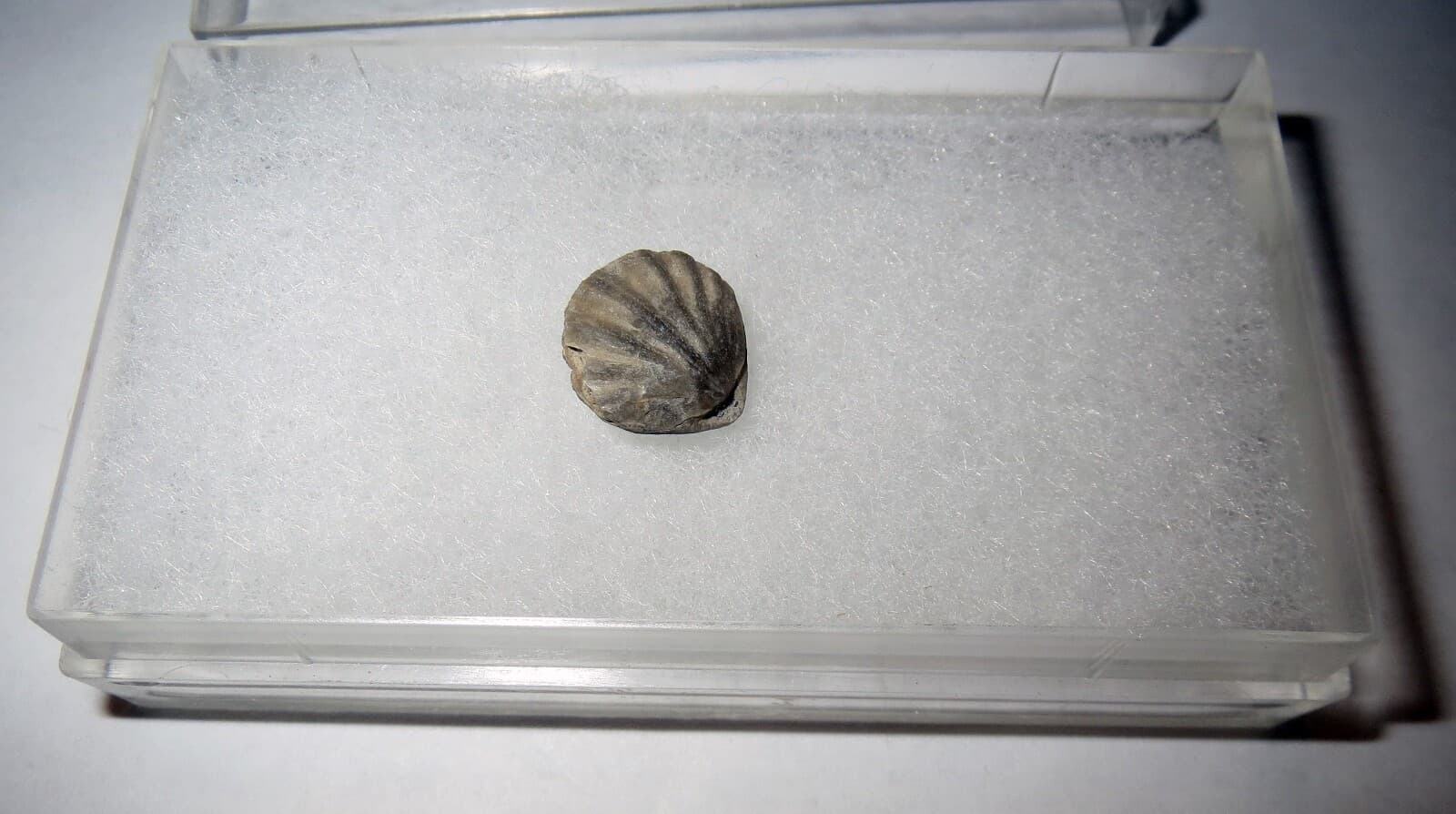 Brachiopod Shell FOSSIL SHELL LOT - 70 MILLION YEARS OLD Collection 5