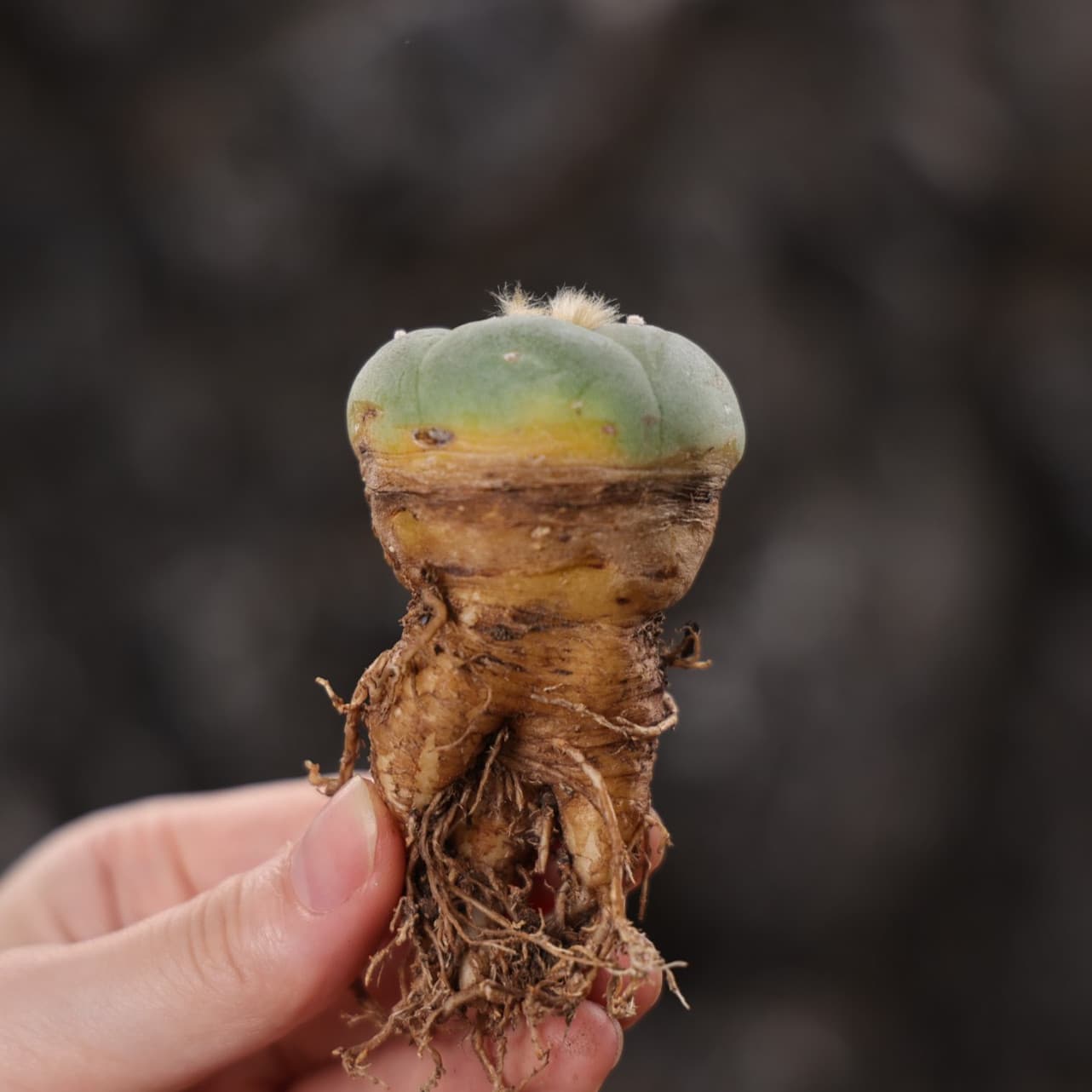 10 Pcs MIni RareSucculent Cactus plant fricii Plant 4CM 6