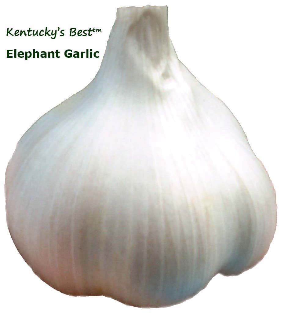 KY'S Best ELEPHANT GARLIC ~ FALL PLANTING - start 20-25 plants + instructions