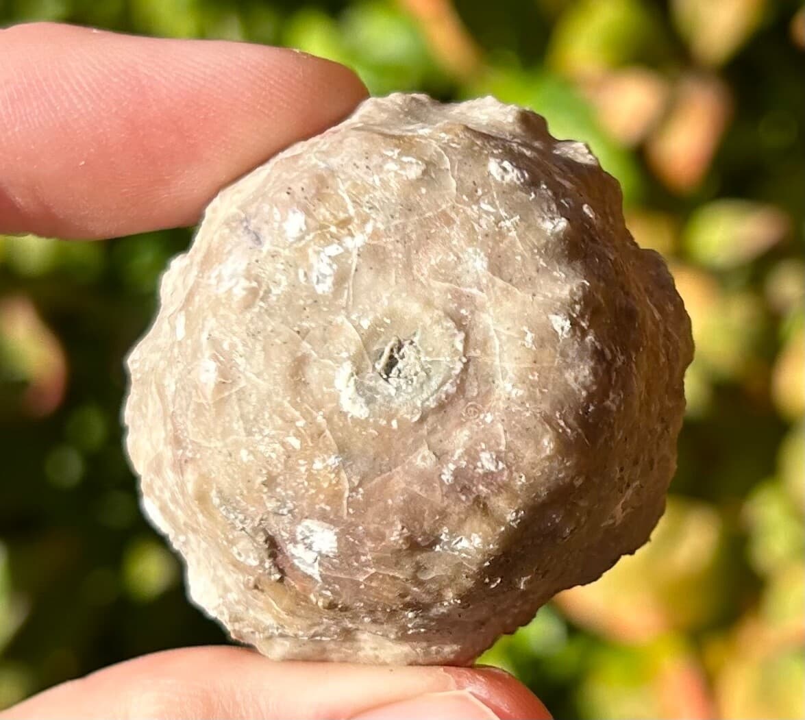 BIG Megistocrinus rugosus Crinoid Fossil Michigan Devonian Alpena Limestone 2