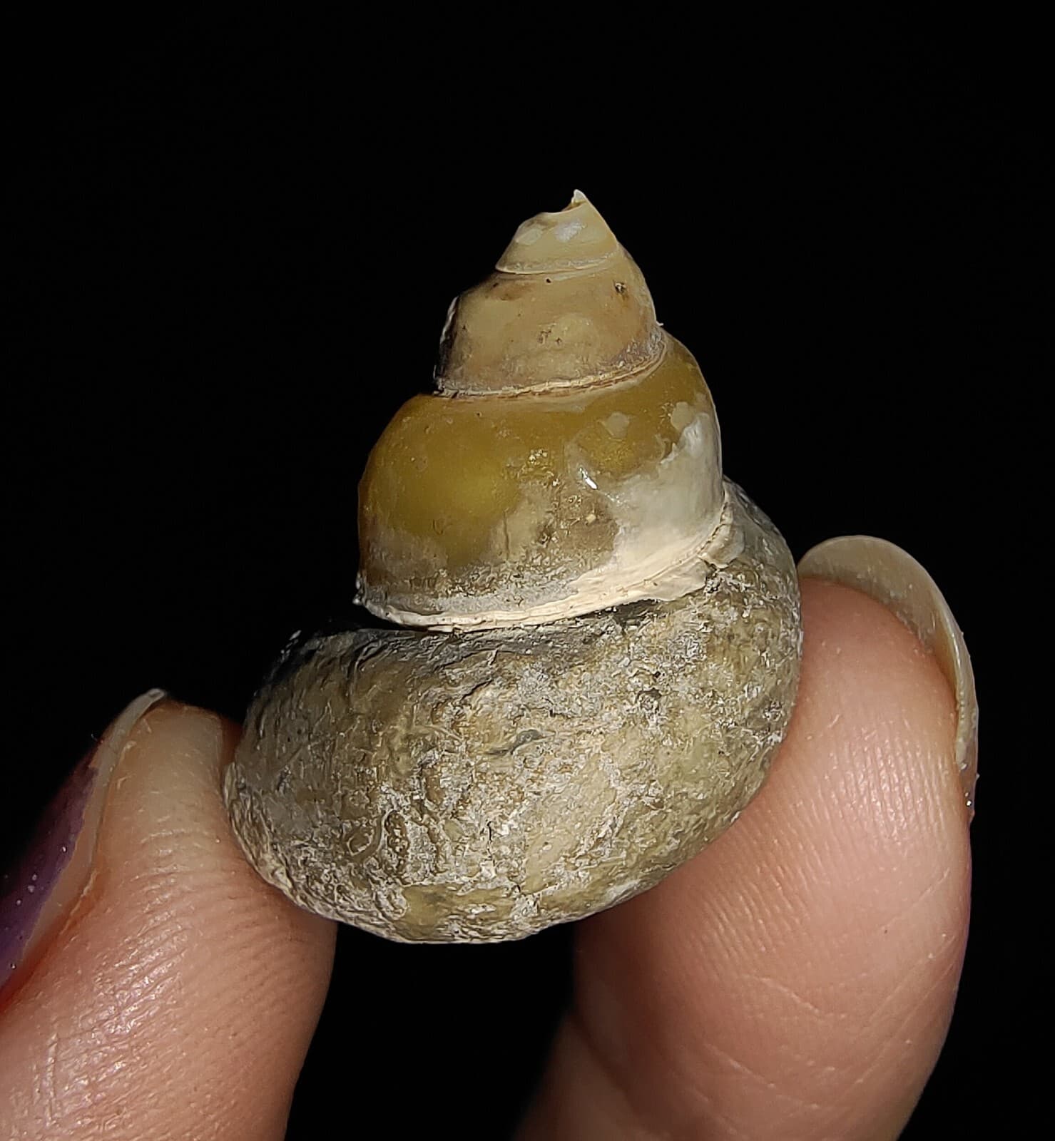 AMAZING AMMONITE! GASTROPOD SEASHELL FOSSIL VIVIPARIDAE FROM INDONESIA 22MM, 003 2