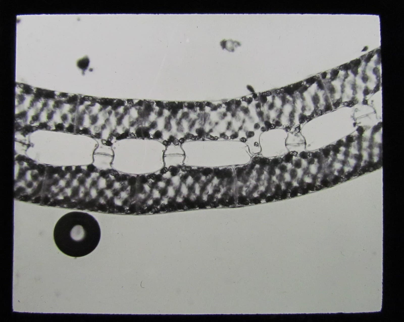 Glass Magic Lantern Slide ZYGOSPORES C1910 NATURE MISCROSCOPE IMAGE 
