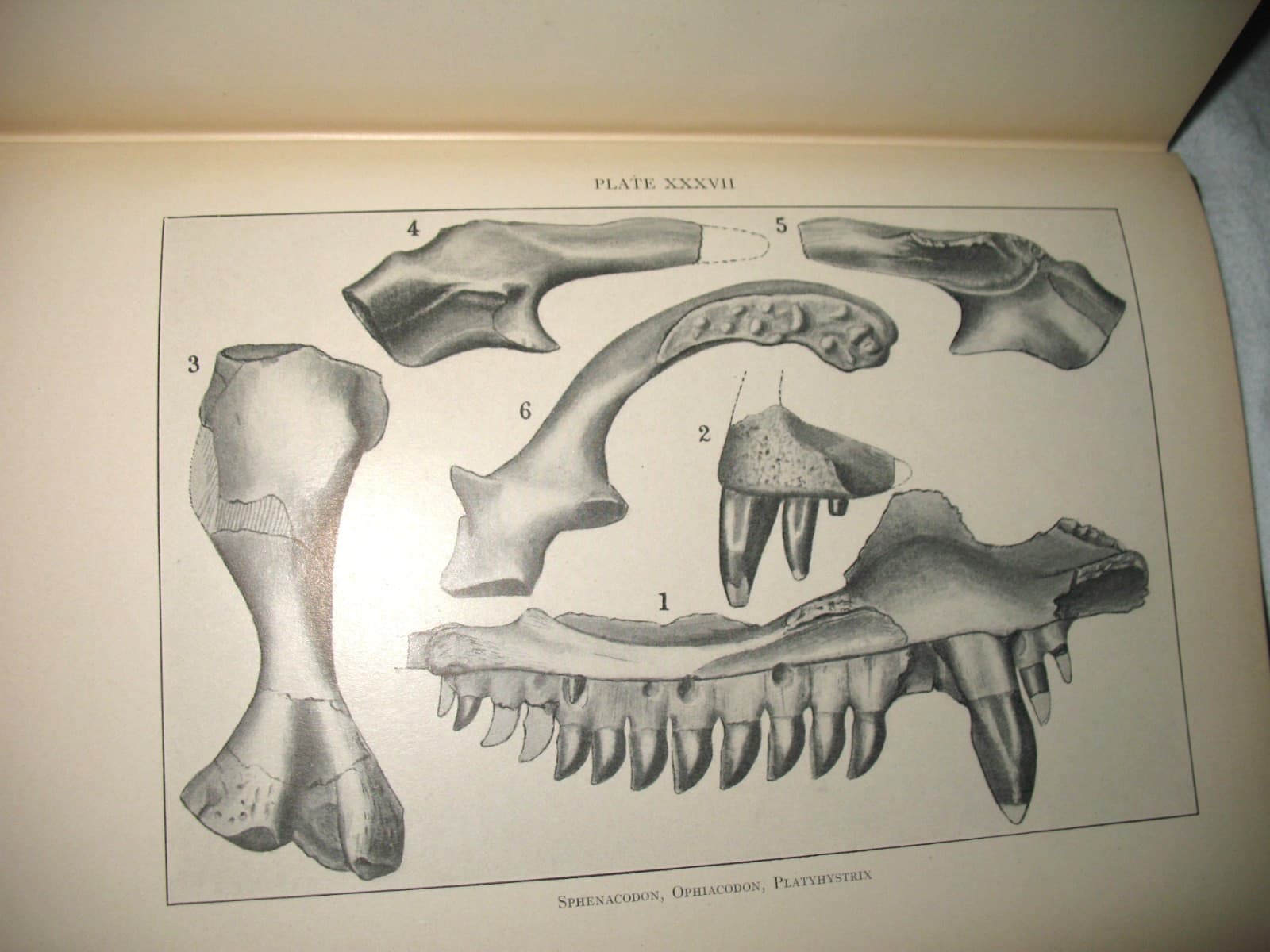 American Permian Vertebrates Williston 1911 Original HB Book excellent fossils 5