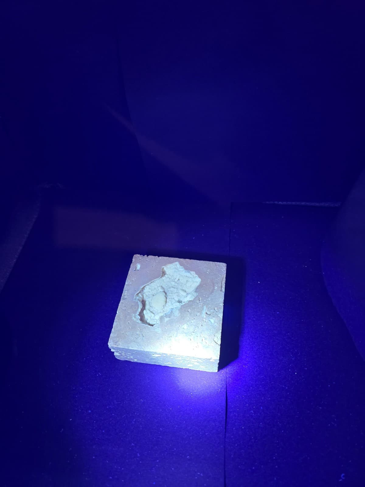 Travertine crab fossil 4