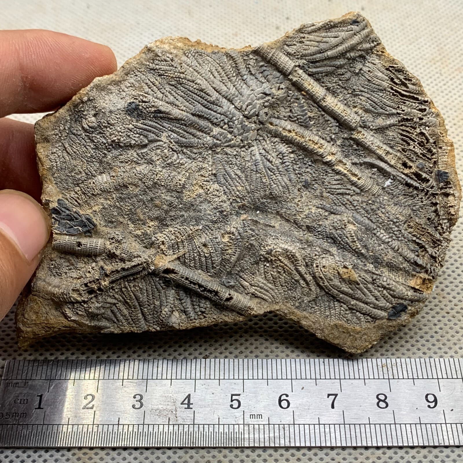 120 grams of fossils of crinoid from the Guanling Biota in Guizhou 4