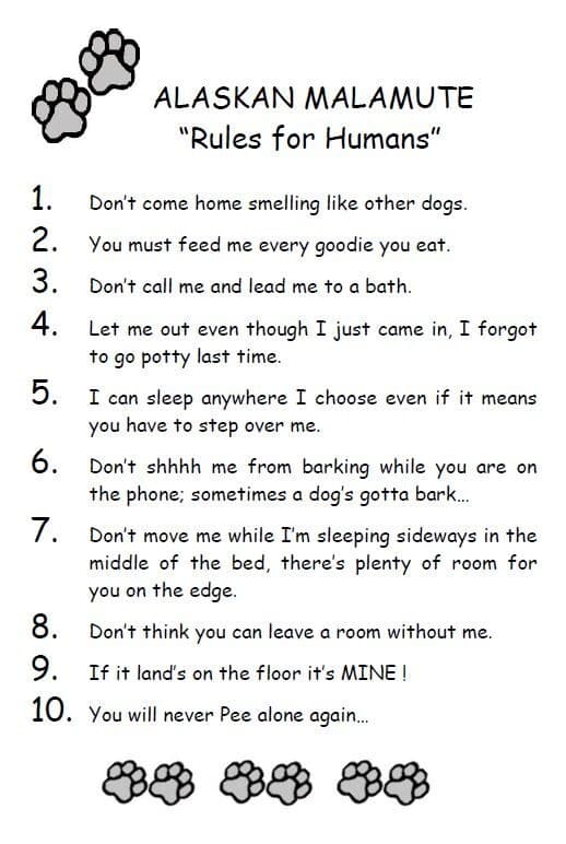Alaskan Malamute "Rules for Humans" - CUSTOM MATTED - Dog Art Print : GIFT