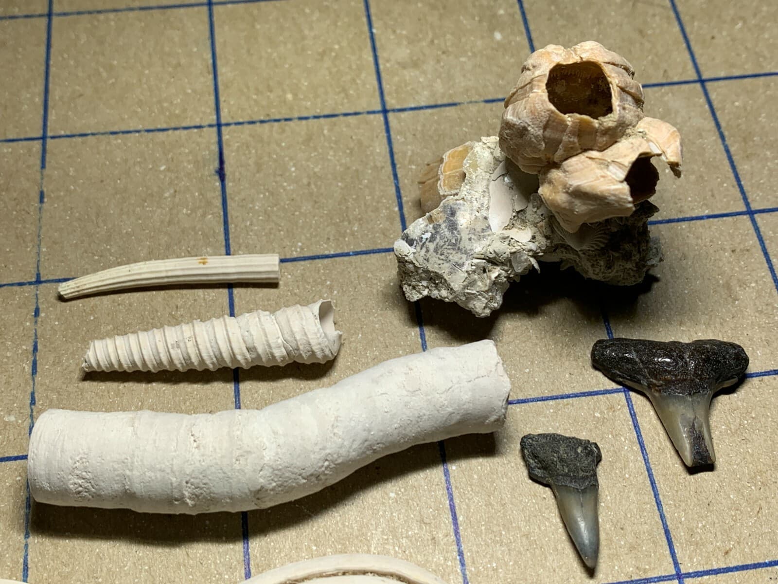 ☆Fossil Specimen 10 Pack - Berkeley Quarry S.C. - Barnacle-Dentalium-Teeth ☆296 2