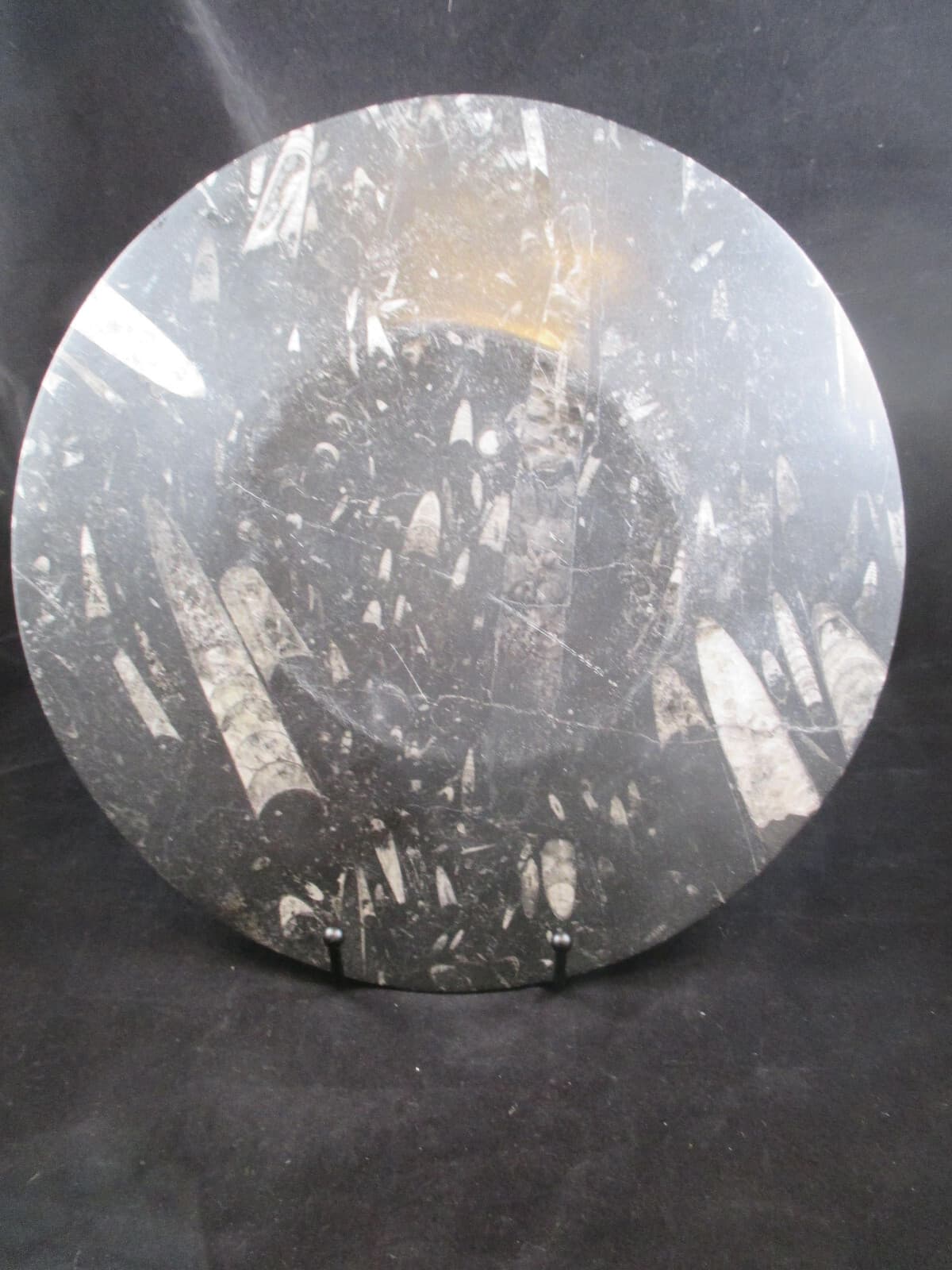 Hand Carved 11 " Fossil Plate w Orthoceras  Fossil 400 Mil Yrs. 2 Lb 9 Oz 5