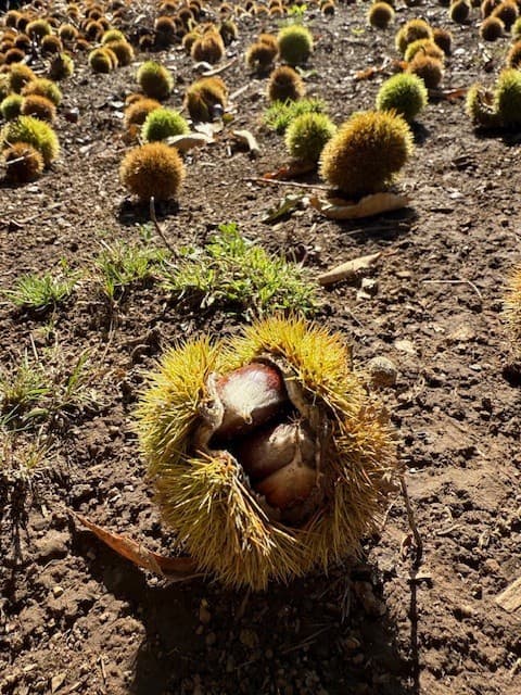 Fresh Sweet Chestnuts from Washington State 5 lbs Assorted sizes 2