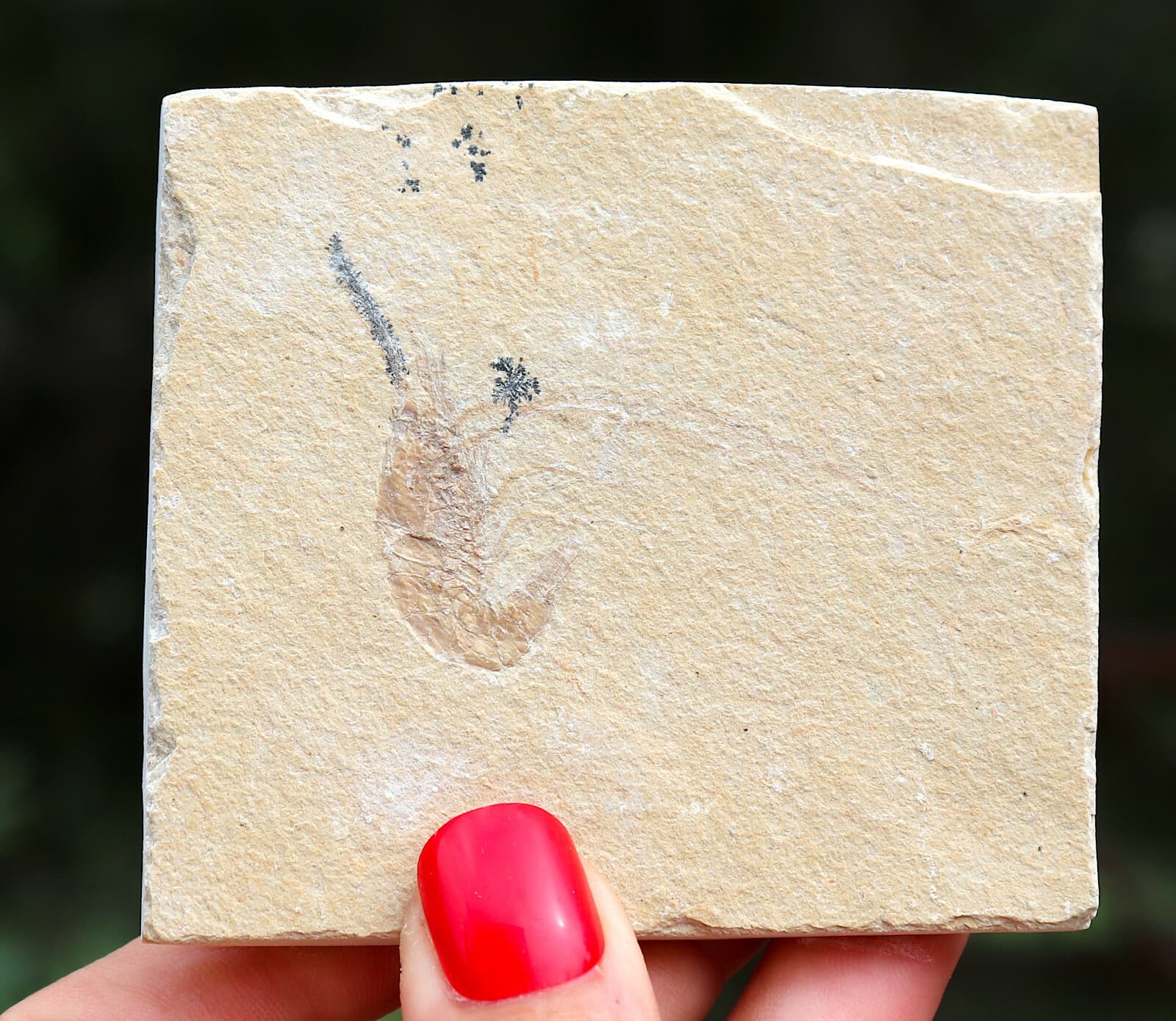 Jurassic Fossil Shrimp From Solnhofen Germany     7.7 Cm's 3