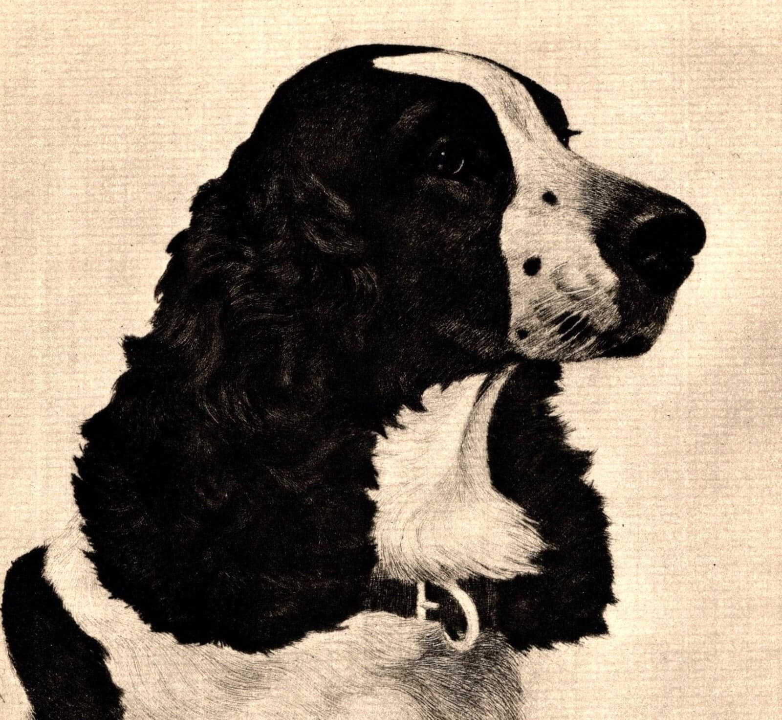 1930s Antique Springer Spaniel Print Bert Cobb Springer Wall Art Decor 5930L 2