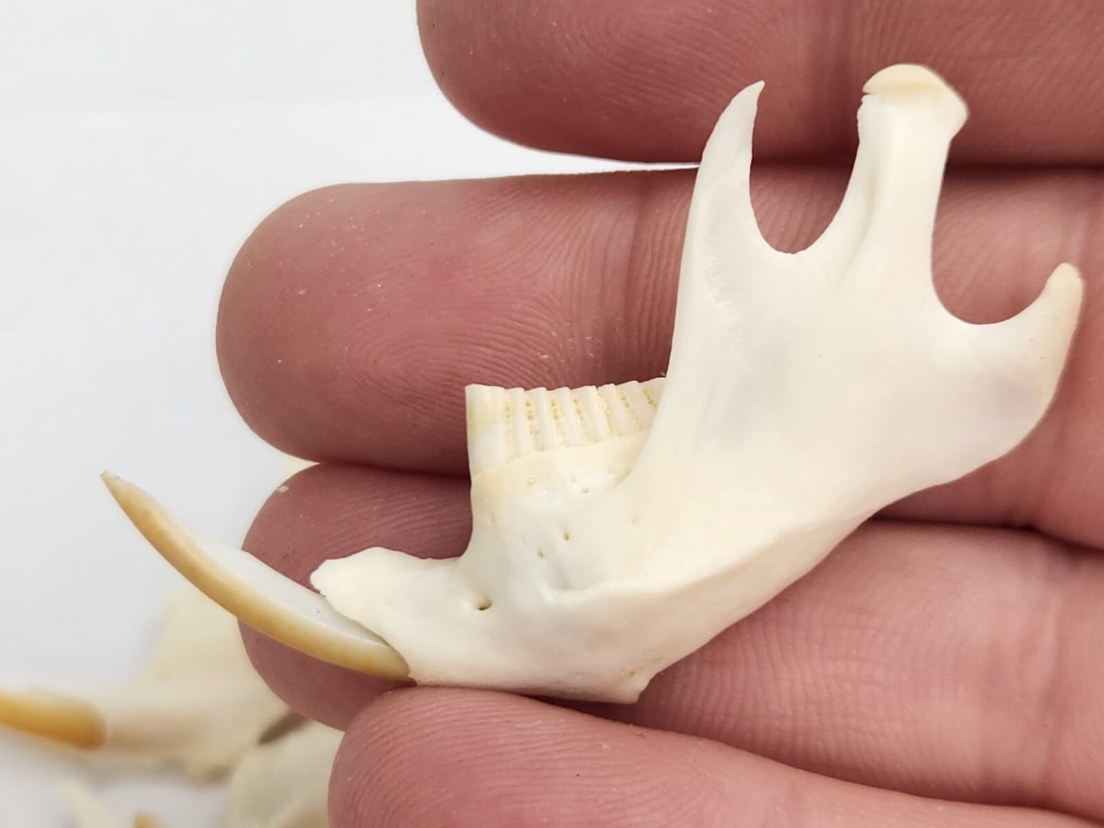 Real Muskrat Half Jaw - A Grade Generic - Ondatra zibethicus - USA  4