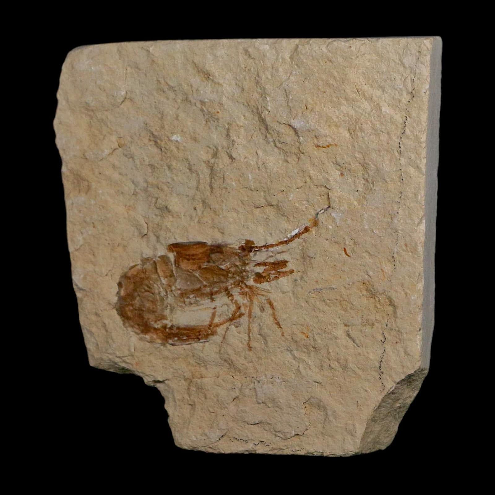 1.4" Fossil Shrimp Carpopenaeus Cretaceous Age 100 Mil Yrs Old Lebanon COA 5