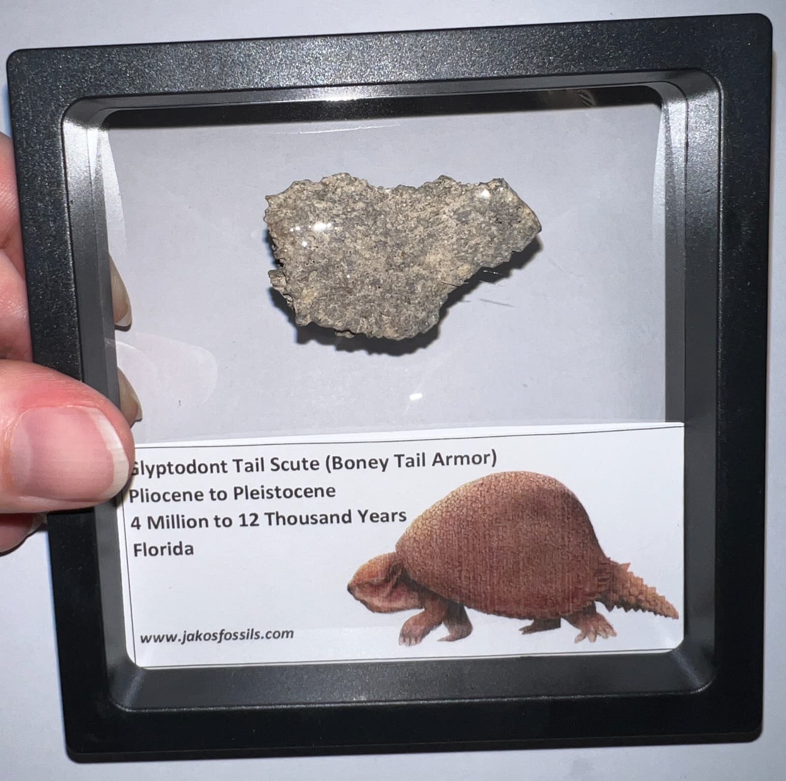 Framed RARE Ice Age Fossil GLYPTODONT Tail Scute Bone Armor Lot! ONE PER ORDER! 6