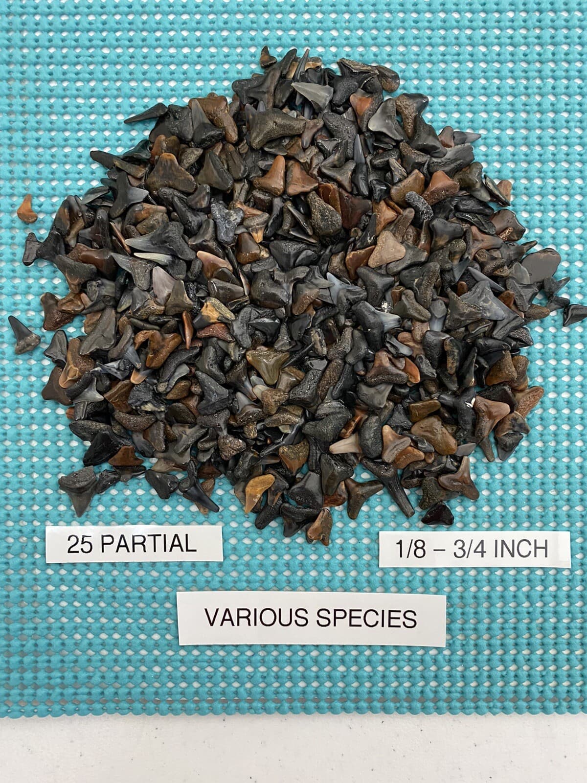 LOT OF 20.. 1/8 - 1/4 Inch ( A ) Quality Fossilized Shark Teeth From Venice Fl. 4