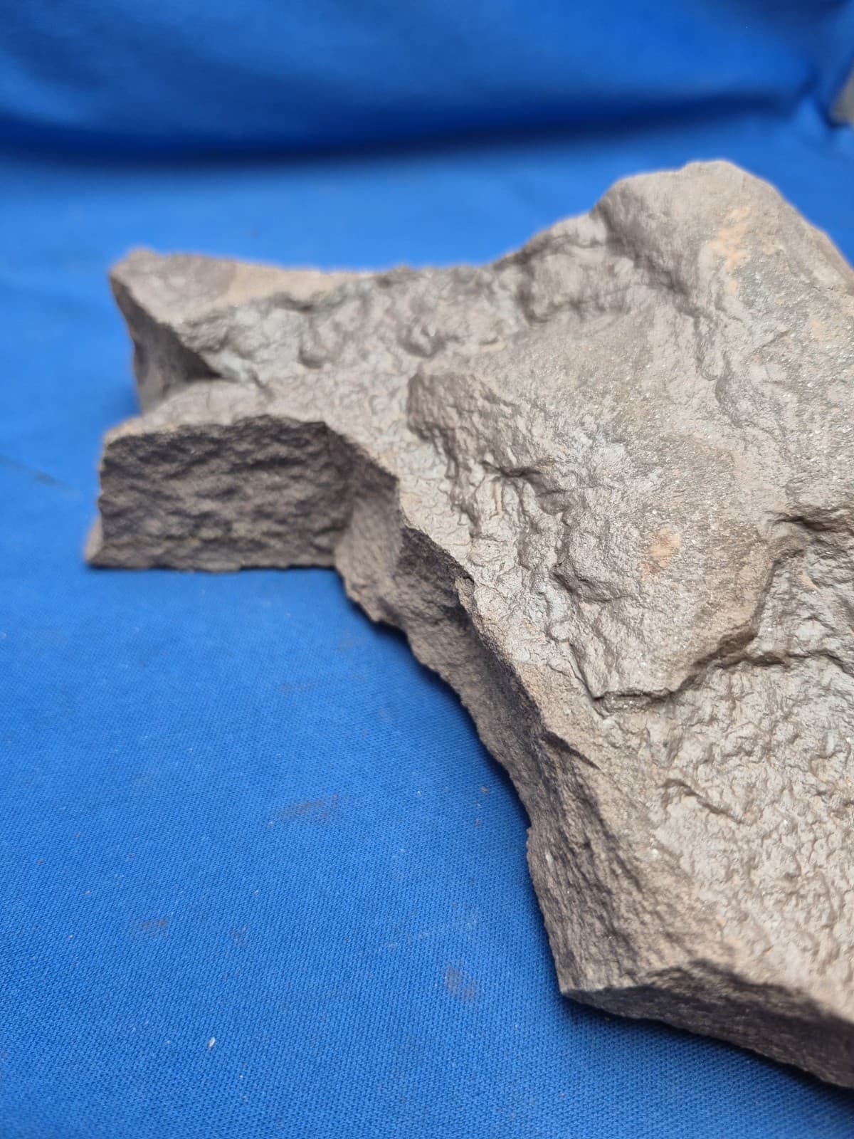 RARE Sponge-like Animal Fossils 6