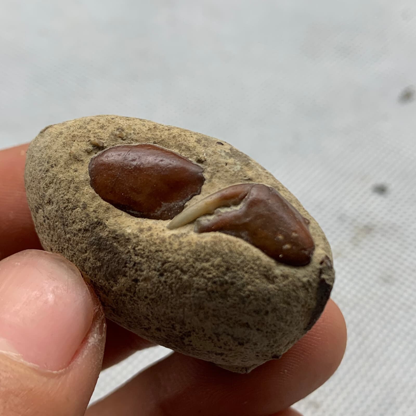 Jurassic Period Perfect Crab Fossil Dinosaur Age 2