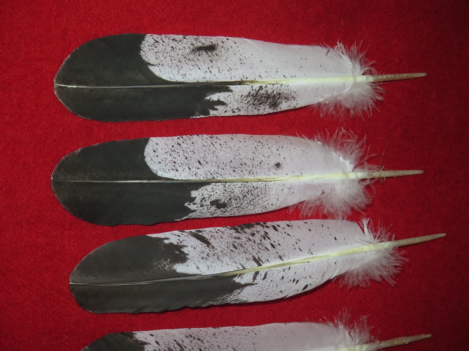 Native American made Immature Golden Eagle Feather, hand painted feathers 3
