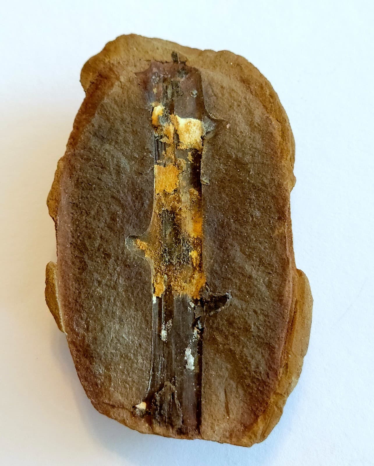 Mazon Creek Woody Stem with Nodes Fossil Nodule Pair 3