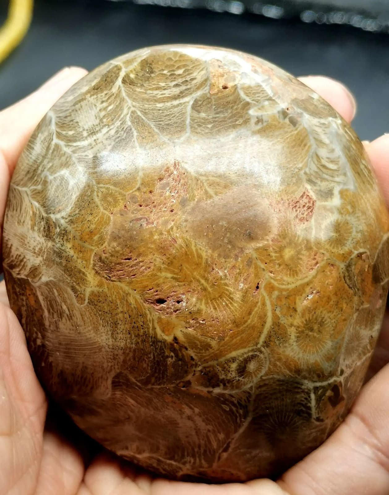 RARE prehistoric Moroccan invertebrate fossil crystal 3