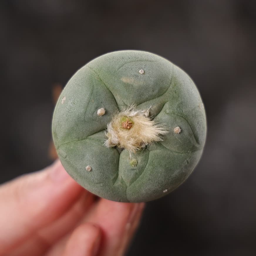 10 Pcs MIni RareSucculent Cactus plant fricii Plant 4CM