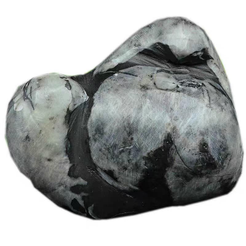 RARE prehistoric Jurassic Period invertebrate Stringocephalus fossil 5