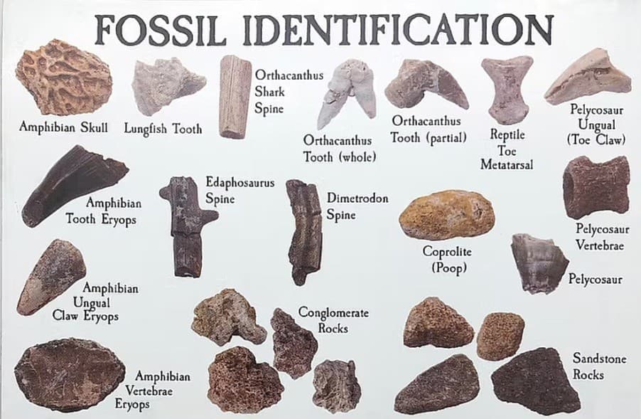 Rare Real Dinosaur Fossil Dig Experience Kit Permian of Oklahoma Edition  4