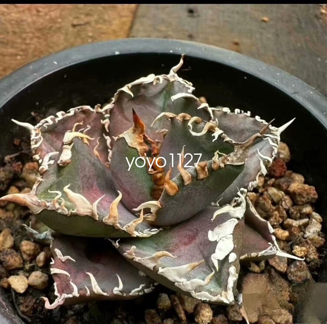 1PCS Agave Titanota ‘King Kong’ RareAgave Succulent Plant 6-8cm 2