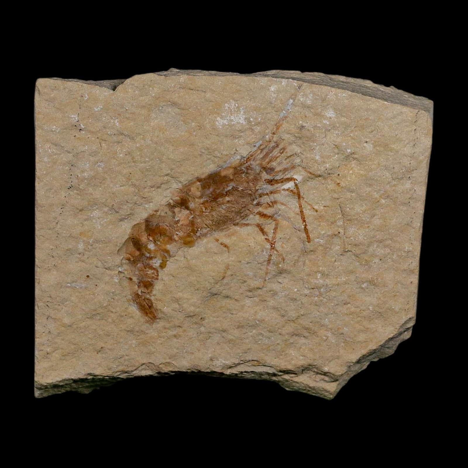 1.7" Fossil Shrimp Carpopenaeus Cretaceous Age 100 Mil Yrs Old Lebanon COA 2
