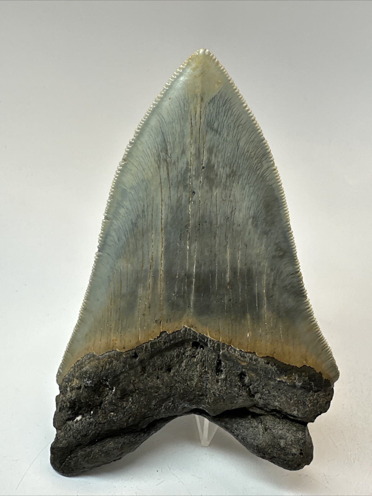 Megalodon Shark Tooth 4.55 inch - Authentic - Serrated Fossil - Carolina 18669 4