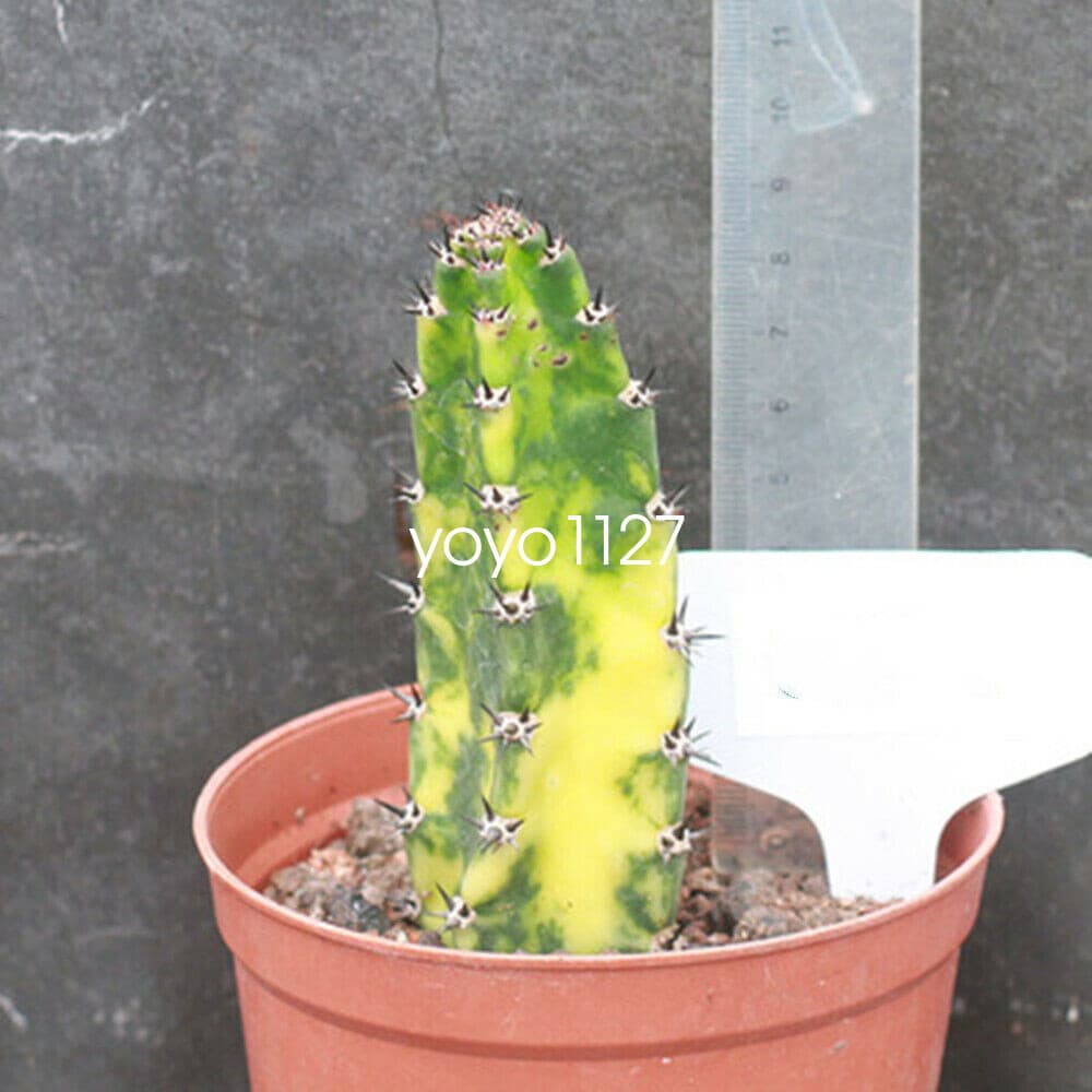 Harrisia Jusberti Variegated Rootless Cactaceae Succulent Cactus Plant 10-12CM 2