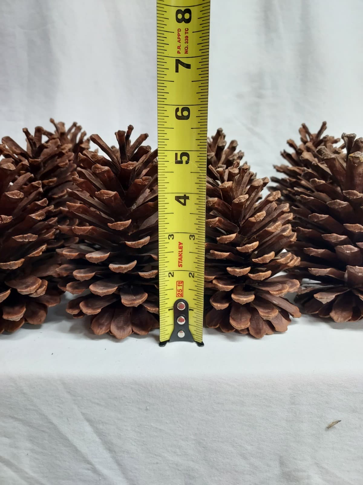 12 Medium Slash Pine Cones 5-5.5" Georgia Pinecones - Crafting, Decorating 3