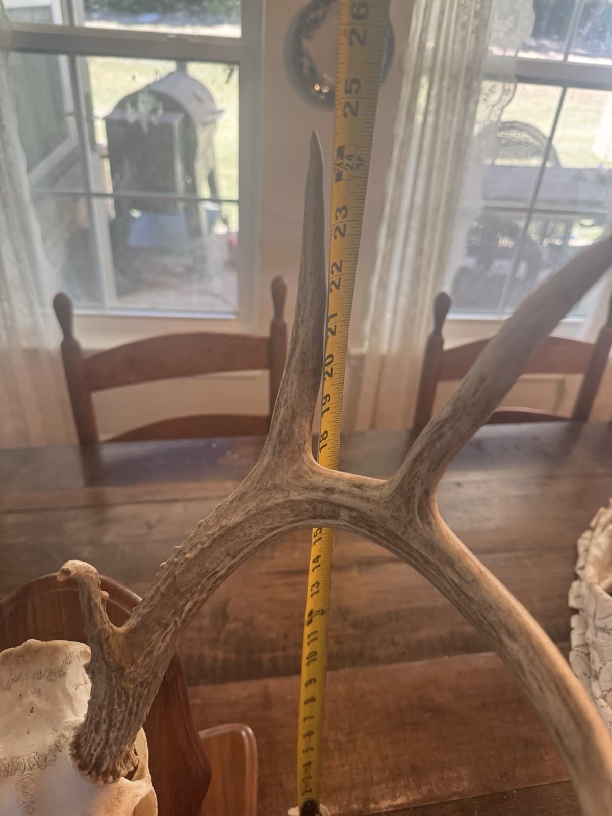 European Mount Full Head Whitetail Deer 10 Point Decor With Stand Texas Hunting 4