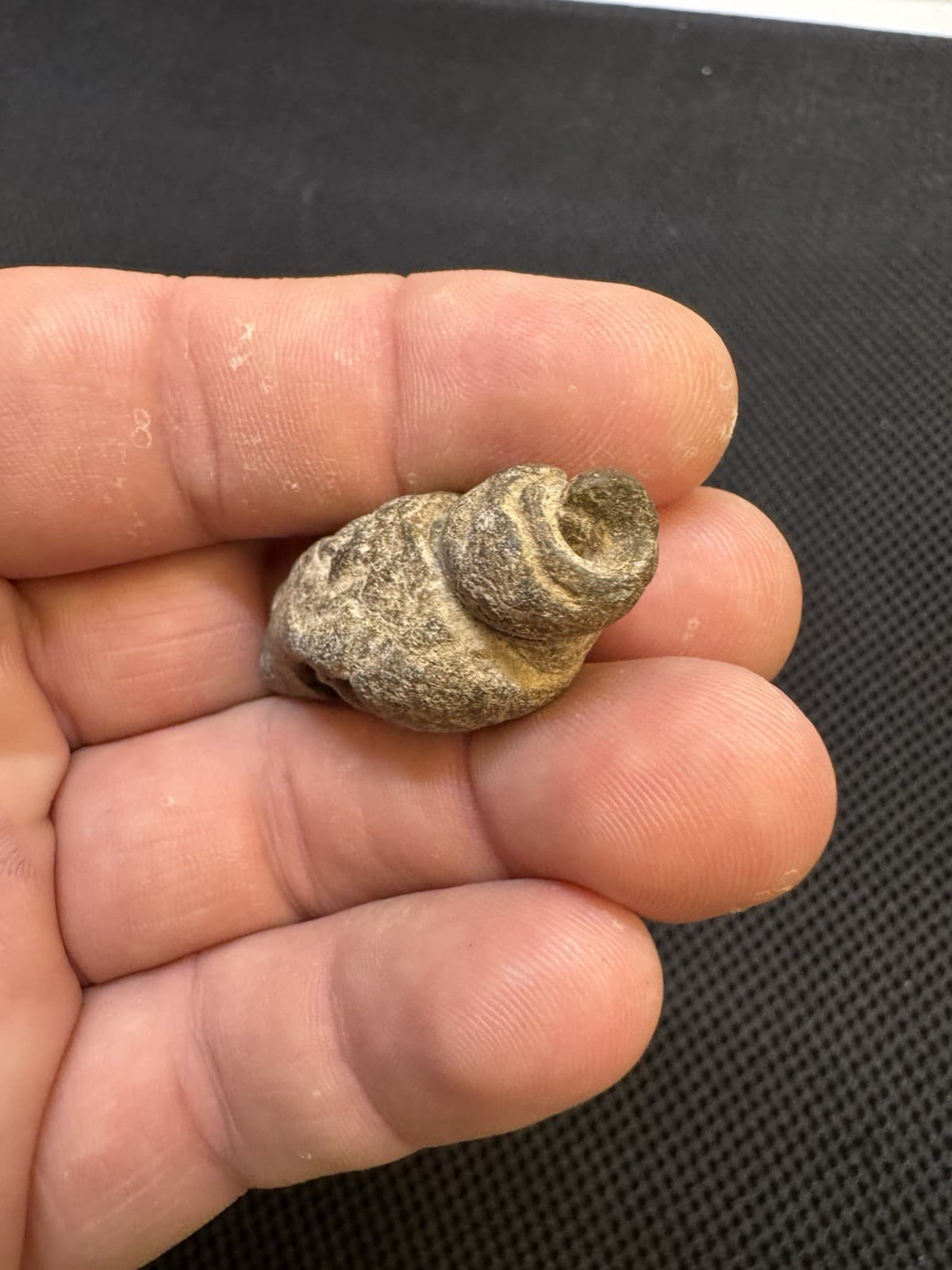 Cretaceous Period Fossil Hermit Crab From North Mississippi 6