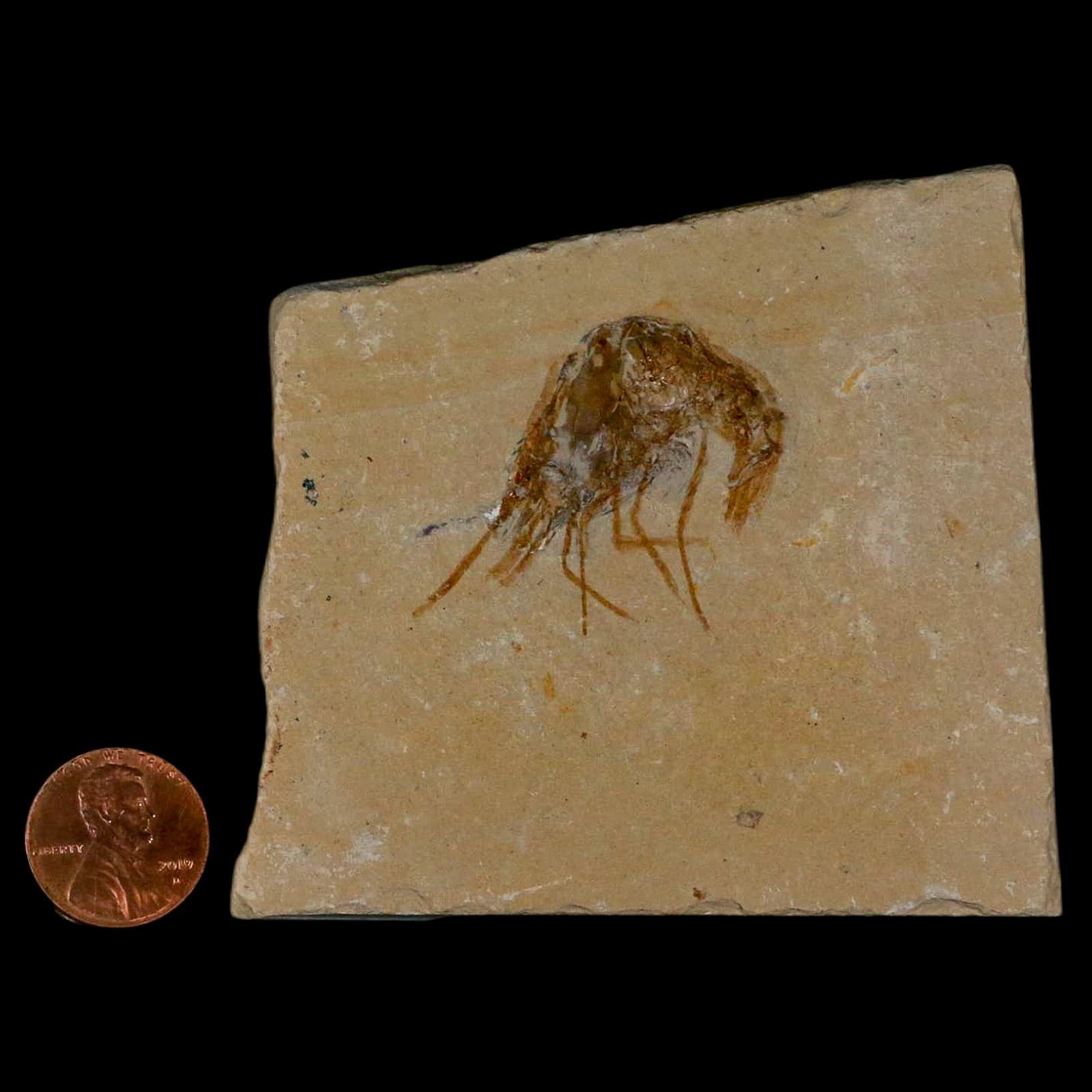 1.4" Fossil Shrimp Carpopenaeus Cretaceous Age 100 Mil Yrs Old Lebanon COA 3