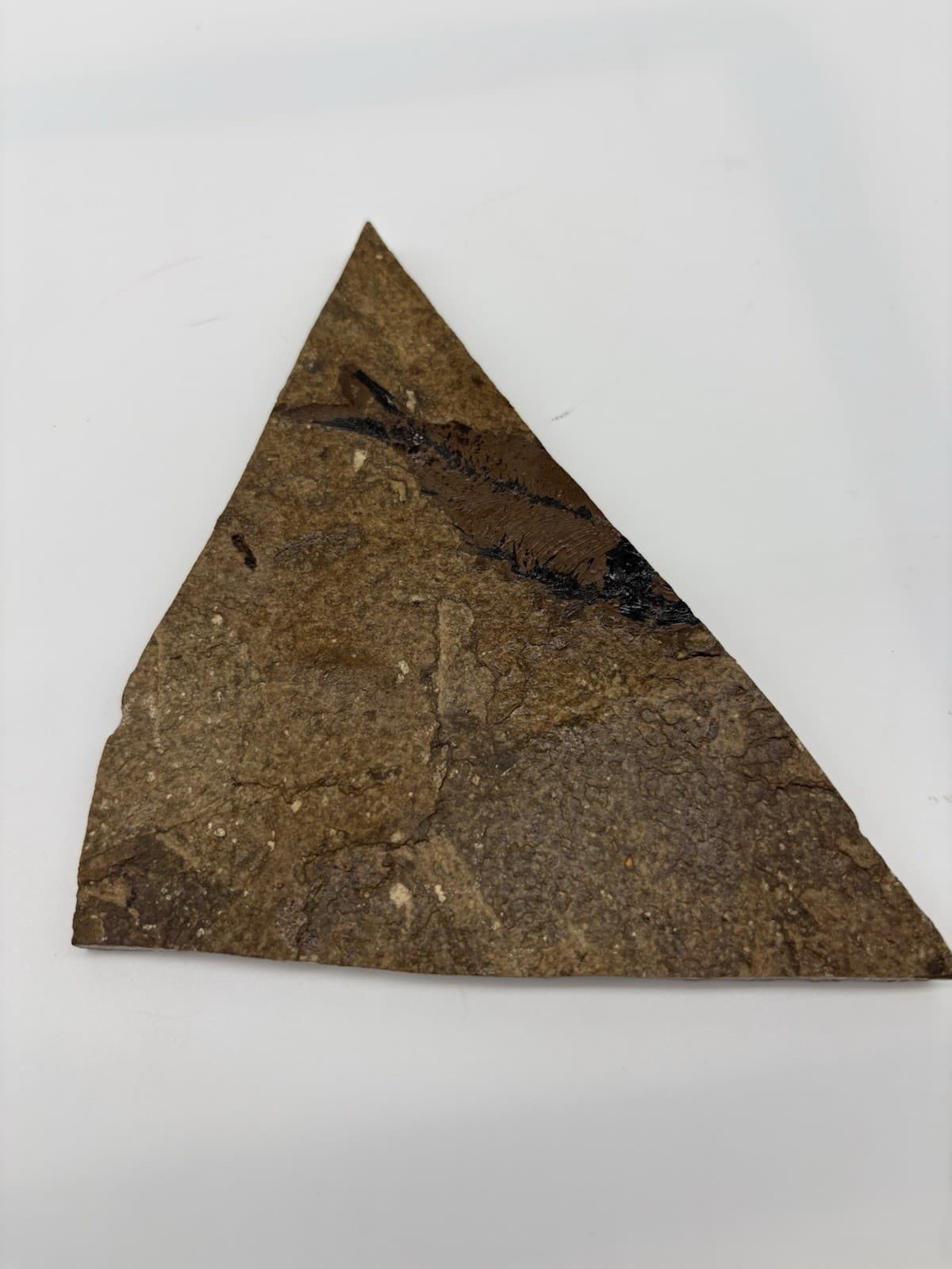 Fossil Fish Impression in Shale Rock Slab – Natural Specimen 5