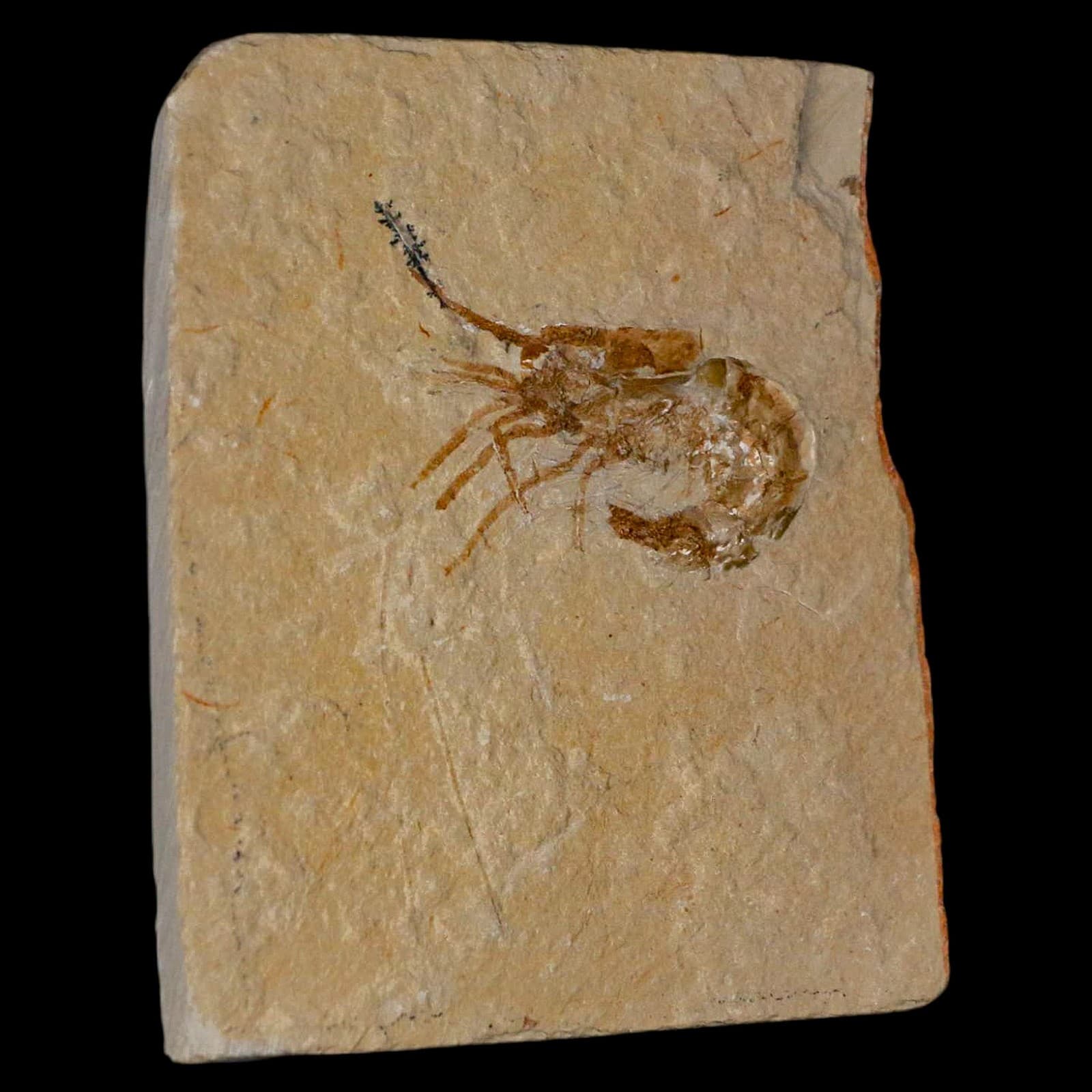 1.4" Fossil Shrimp Carpopenaeus Cretaceous Age 100 Mil Yrs Old Lebanon COA 4