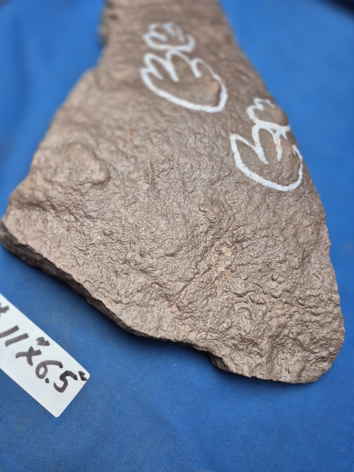 RARE Sponge-like Animal Fossils 4